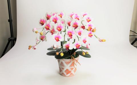 綺麗で丈夫な三河陶器で贈る光触媒胡蝶蘭小輪３本立（赤白の陶器×白桃色の花）　H100-086
