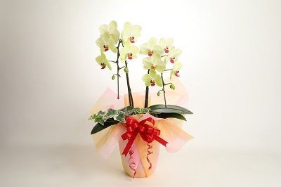 胡蝶蘭　黄色　２本立１６輪以上　アイビー入り　H042-011