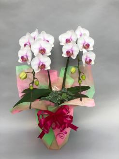 胡蝶蘭　白赤　２本立て１６輪以上　アイビー入り　H042-010