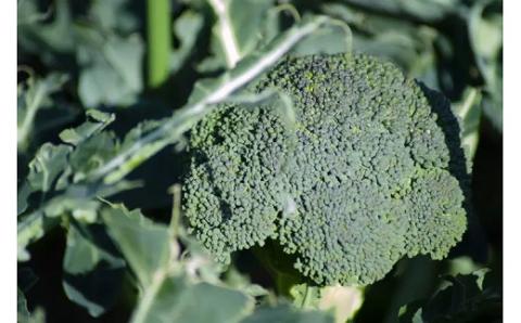 【収穫当日に発送します】豊かな大地“へきなん”から贈る　ブロッコリー約11本【期間限定】　H139-022
