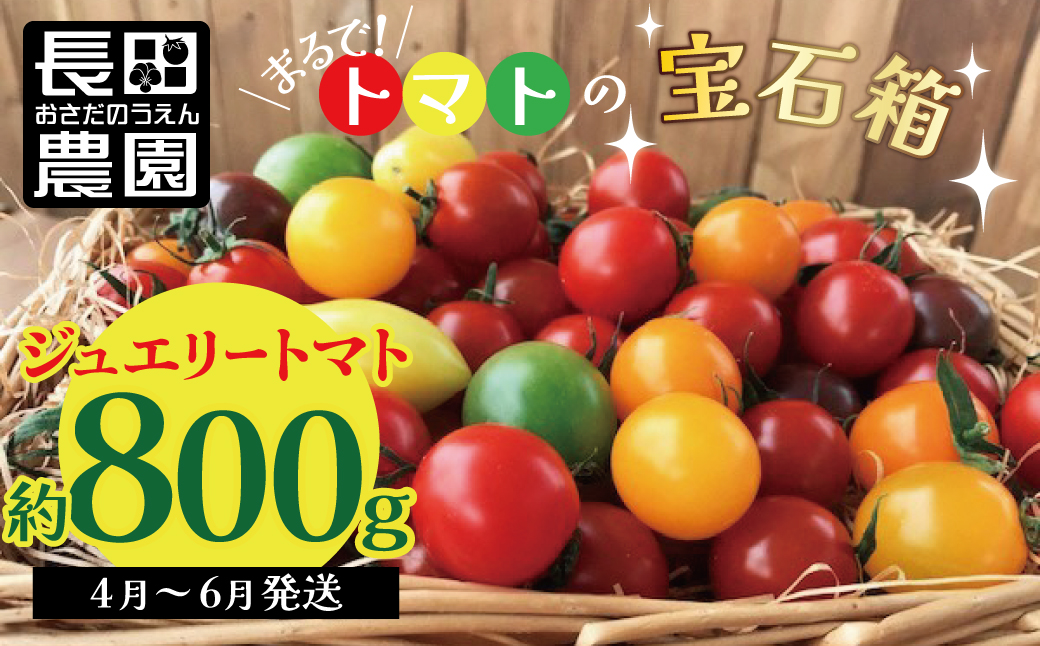 【2026年度予約分】【お試し】まるでトマトの宝石箱！フルーツジュエリートマト 約800g 長田農園 産地直送 トマト とまと 野菜 やさい フルーツ サラダ 濃厚 甘い ご褒美 プレゼント 美容 健康 リピート多数 人気 高評価 先行受付 数量限定 碧南市 H004-115