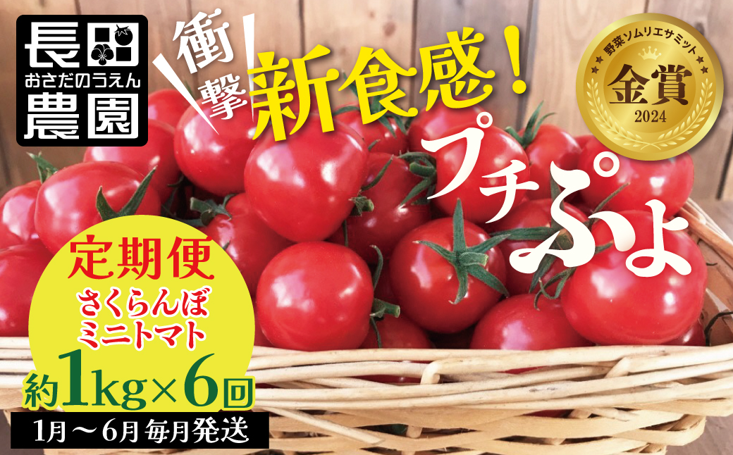 予約受付 個数限定 新食感 トマト さくらんぼトマト ミニトマト ぷちぷよ 約1kg 定期便 6回 野菜ソムリエサミット 金賞 受賞 産地直送 野菜 フルーツ サラダ 濃厚 ツヤツヤ ぷにぷに やわらかい 希少 塩農法 リコピン 長田農園 愛知県 碧南市 送料無料 H004-136