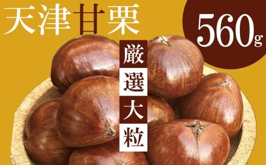 この道50年の職人が焼く、やさしい甘みたっぷりの「厳選大粒」天津甘栗560g！ 焼きたて 栗 くり 栗爪 殻付き お菓子 おつまみ 人気 高リピート 小分け 栗ご飯 栗きんとん 甘露煮 H045-064