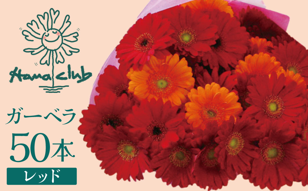 【ラッピング付】生花 レッドガーベラ の花束 50本 日付指定可能 ギフト プレゼント ラッピング 産地直送 インテリア お花 フラワー ボリューム満点 H193-015