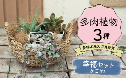 幸福セット【令和元年 農林水産大臣賞受賞】多肉植物3種室内用 インテリア プレゼント ギフト 癒し H195-004