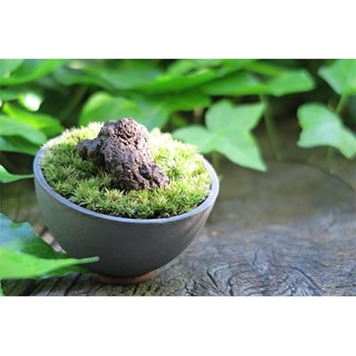 三州モスポット(sanshu moss pot) 