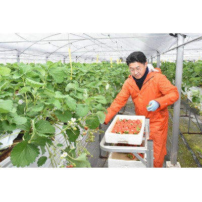 【碧海そだち】安城いちご『愛きらり』250g×4パック(7～12玉入/1パック)【配送不可地域：離島・北海道・沖縄県】