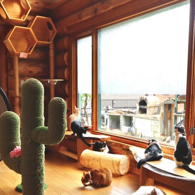 保護猫ホーム＆カフェねこらぼ　施設ご利用券　3000円分