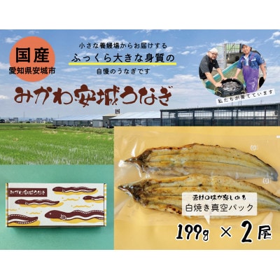 みかわ安城うなぎ　大きな白焼き　2尾【配送不可地域：離島】