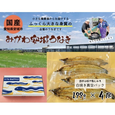 みかわ安城うなぎ　大きな白焼き　4尾【配送不可地域：離島】