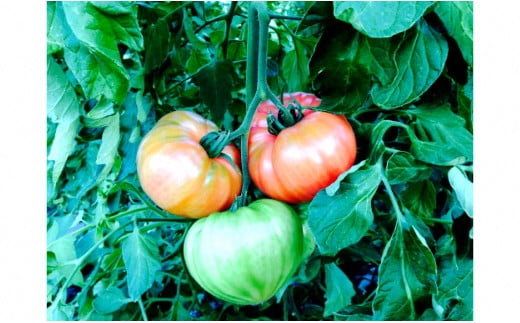 メーデル培養土プレミアム42Ｌ（14L×3袋）A013-18