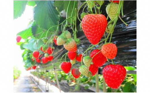 イチゴ専用メーデル培養土40Ｌ（20L×2袋）A015-14