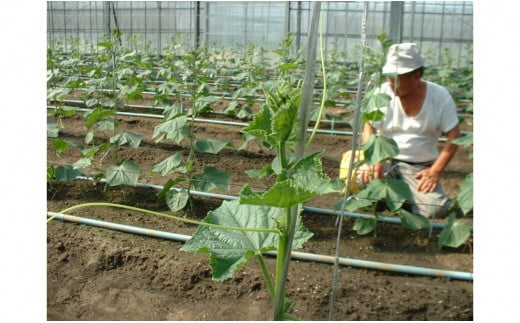 完熟バーク堆肥40Ｌ・A016-12