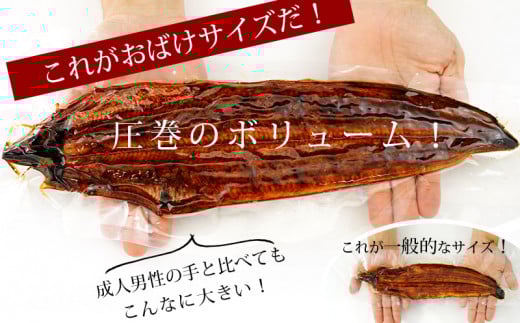 国産うなぎ 三河産 おばけうなぎ蒲焼き2尾（2尾合計450～460g）うなぎ 超特大 おばけサイズ 2尾 本格 鰻 蒲焼 愛知県 西尾市 愛知養魚 惣菜 海鮮 ウナギ 丑の日 土用の丑の日 A126-20