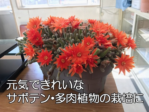 サボテン・多肉植物専用メーデル培養土10L・A150-13