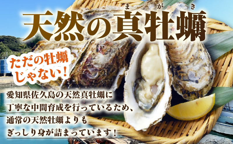 佐久島産天然真牡蠣　参州オイスター　5㎏・E031