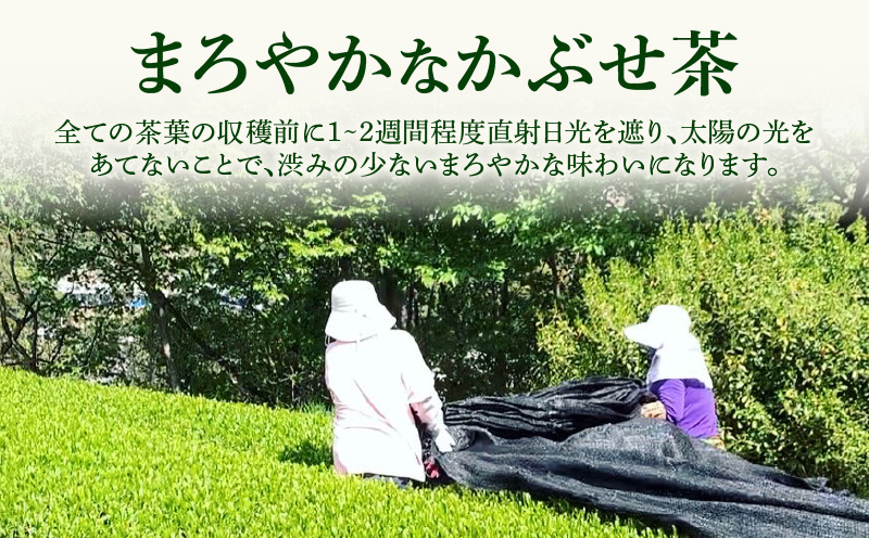 【吉良茶】まろやかかぶせ茶ティーバッグ　5g×20個入　5パック　計500g・O055