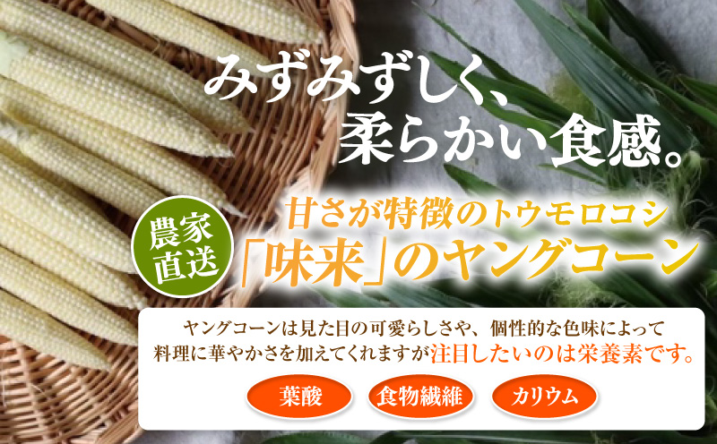 朝採れ！プレミアム味来のヤングコーン　　25本・S099