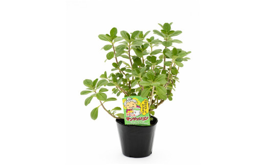 マンジェリコン茶（ゴールド）と苗2種類セット・T041-19