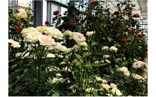 バラ専用メーデル培養土40Ｌ（20L×2袋）A014-14