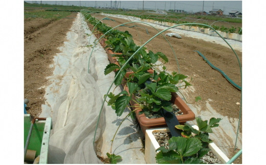 イチゴ専用メーデル培養土40Ｌ（20L×2袋）A015-14