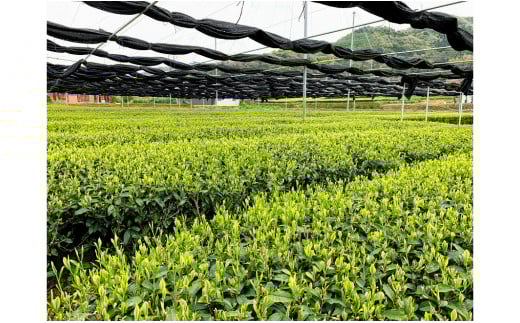 ＜西尾市吉良町＞かぶせ茶の里　お茶のながや　地産元詰め　かぶせ茶200ｇ３個セット・O011-13