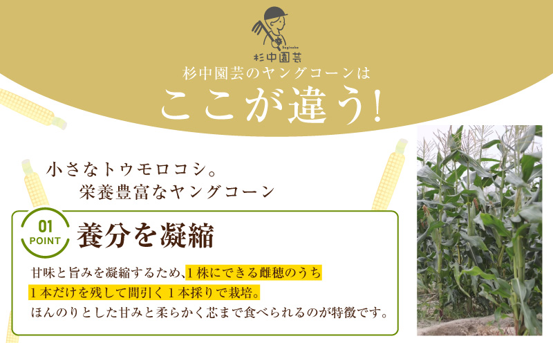 朝採れ！プレミアム味来のヤングコーン　　50本・S100