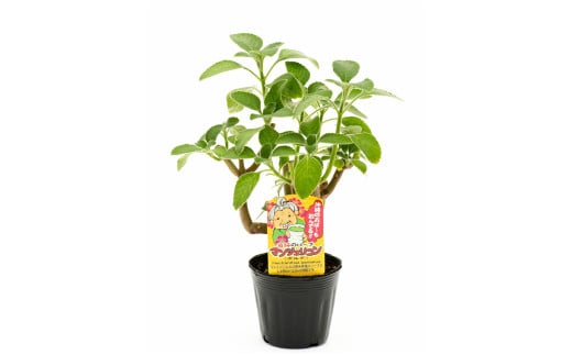 マンジェリコン茶（ゴールド）と苗2種類セット・T041-19