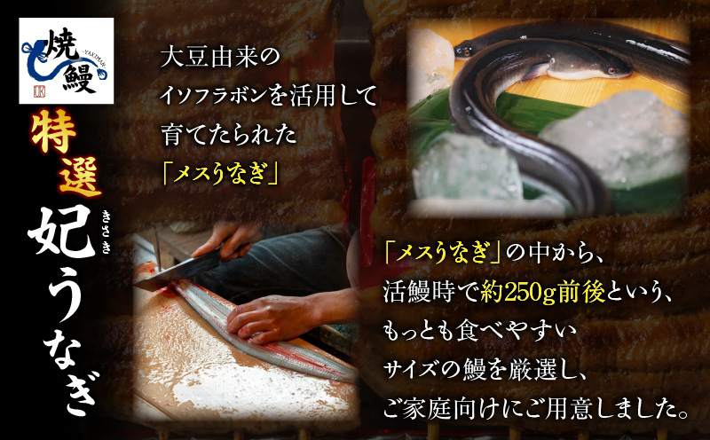 焼鰻めおと鰻セット：焼鰻特選メス妃うなぎ特大１尾と焼鰻特選オス帝うなぎ大1尾　計310g・Y100