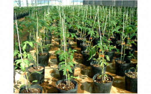 メーデル培養土56Ｌ（14L×4袋）A017-19