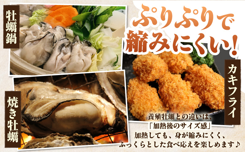 佐久島産天然真牡蠣　参州オイスター　5㎏・E031