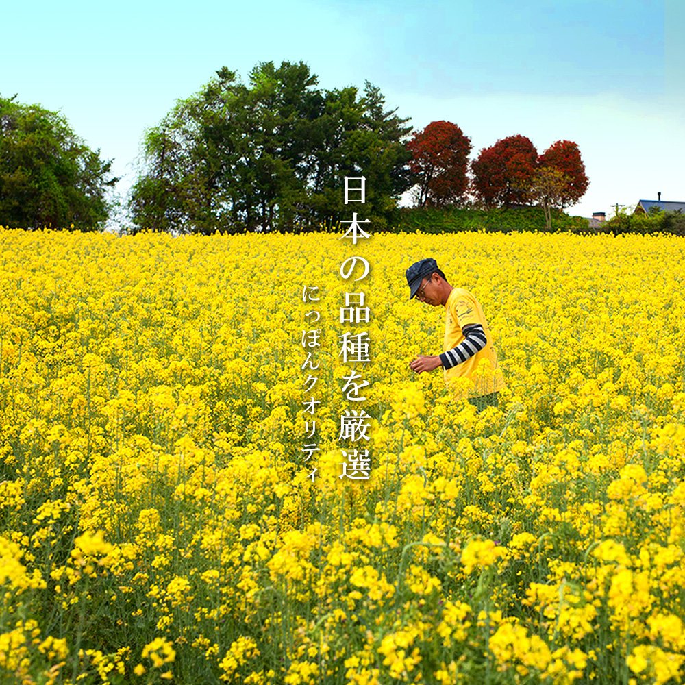 薪焙煎　純国産菜種100%ほうろく菜種油伝承油1本　ほうろく菜種油荒搾り油1本・H003-20