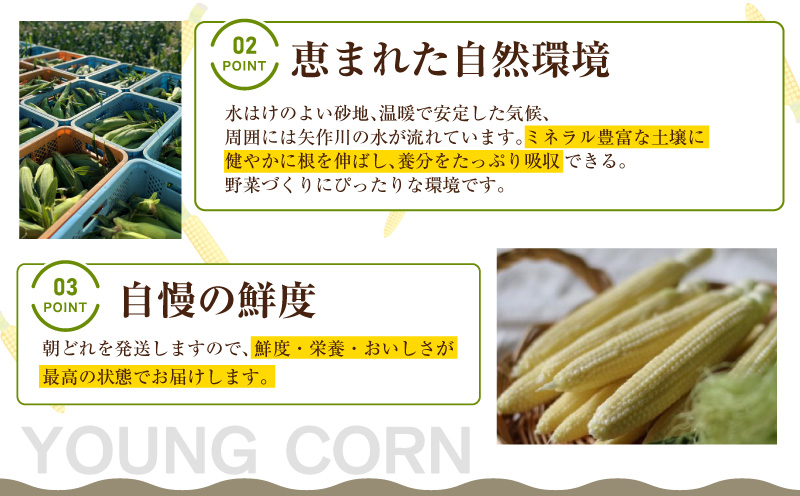 朝採れ！プレミアム味来のヤングコーン　　25本・S099