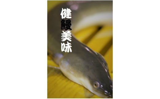 一色産　うなぎ蒲焼３尾　無頭　国産　T053-24