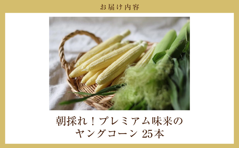 朝採れ！プレミアム味来のヤングコーン　　25本・S099