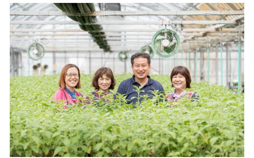 「マンジェリコン茶（ゴールド）」茶葉タイプ１袋65ｇ・T039-15