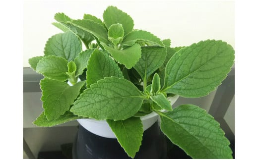 マンジェリコン茶（ゴールド）と苗2種類セット・T041-19