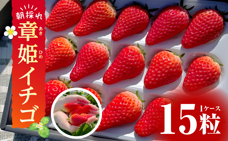 【12月限定価格】章姫(あきひめ)イチゴ15粒×1ケース・D033_c2