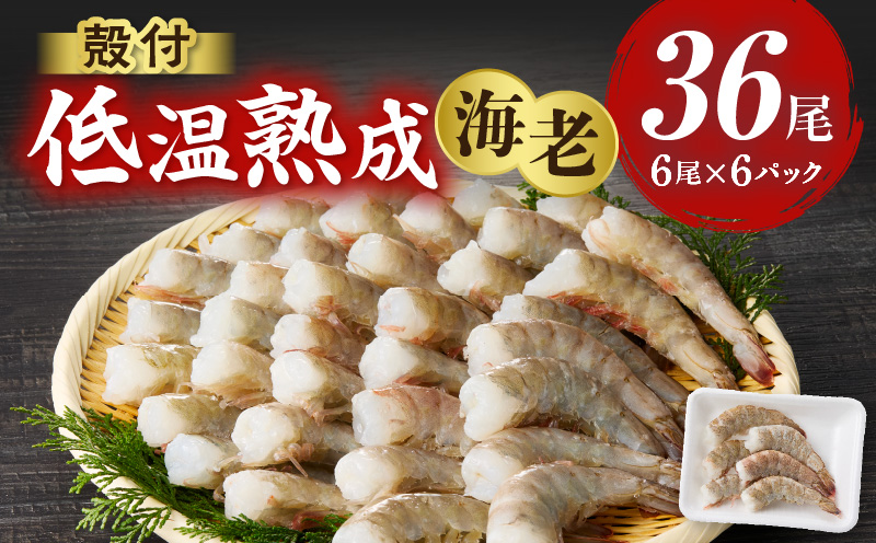 殻付き低温熟成海老6尾×6P《配達不可エリア：北海道・沖縄・離島》・K318