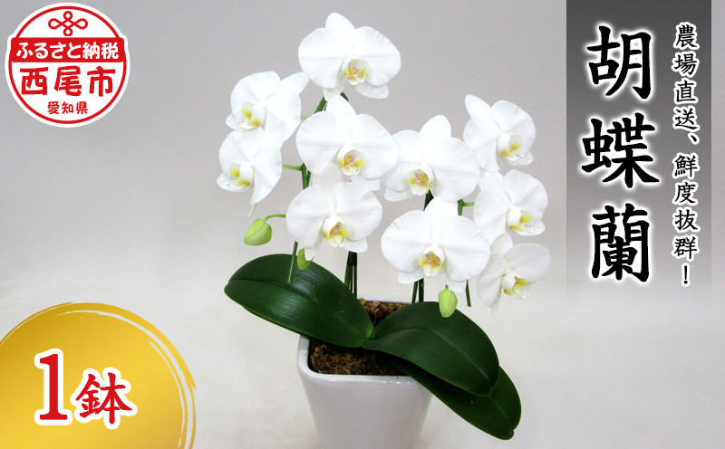 コチョウラン・N015-17