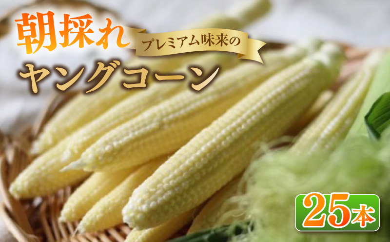 朝採れ！プレミアム味来のヤングコーン　　25本・S099
