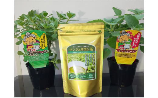 マンジェリコン茶（ゴールド）と苗2種類セット・T041-19