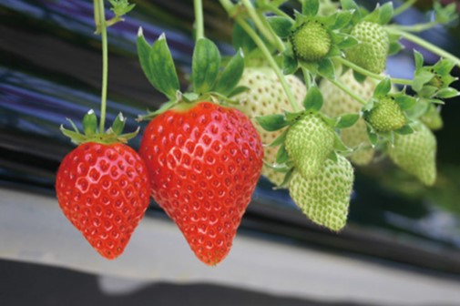 【期間限定】サンベリー蒲郡いちご「あきひめ」（12個入）_【G0358】