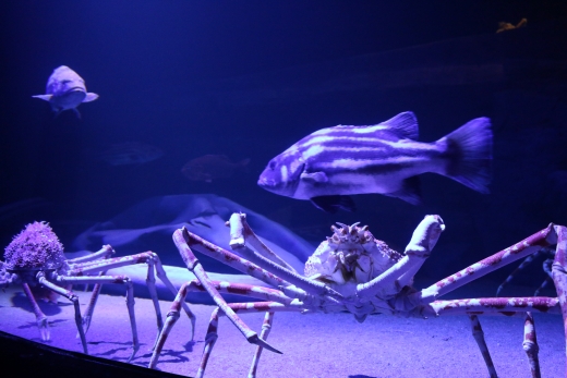 竹島水族館 タカアシガニにエサやり貸し切りバックヤードツアー_【G0728】