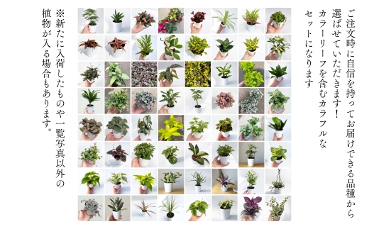 【期間限定】蒲郡で栽培した観葉植物セット（4種）_【G0748】