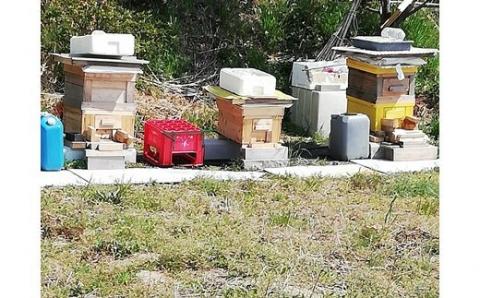 【数量限定】蒲郡みかんの蜂蜜_【G0147】