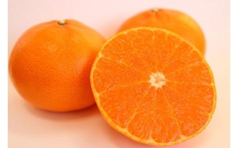 【期間限定】蒲郡みかん詰め合わせ 約２kg_【G0357】