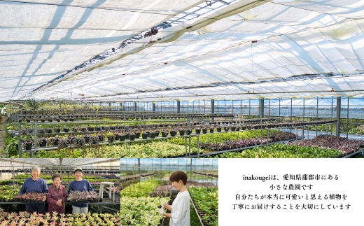 【期間限定】蒲郡で栽培した観葉植物セット（4種）_【G0748】