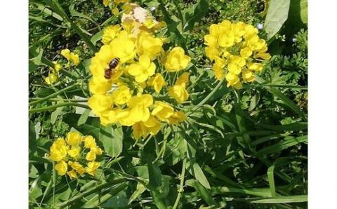 【数量限定】蒲郡みかんの蜂蜜_【G0147】