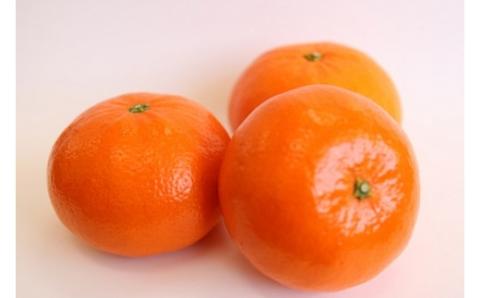【期間限定】蒲郡みかん詰め合わせ 約２kg_【G0357】